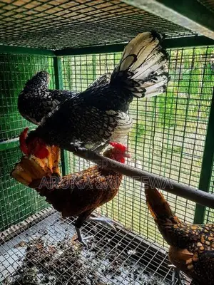 Rosecomb,sebright විකිණීමට