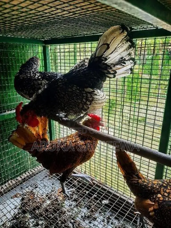 Rosecomb,sebright විකිණීමට