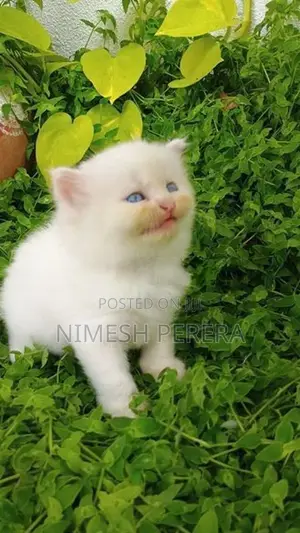 Persian Kittens