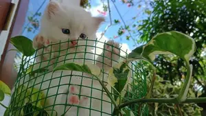 Persian Kittens