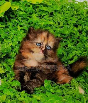 Persian Kittens