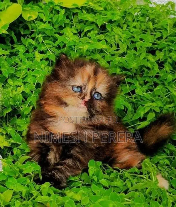Persian Kittens