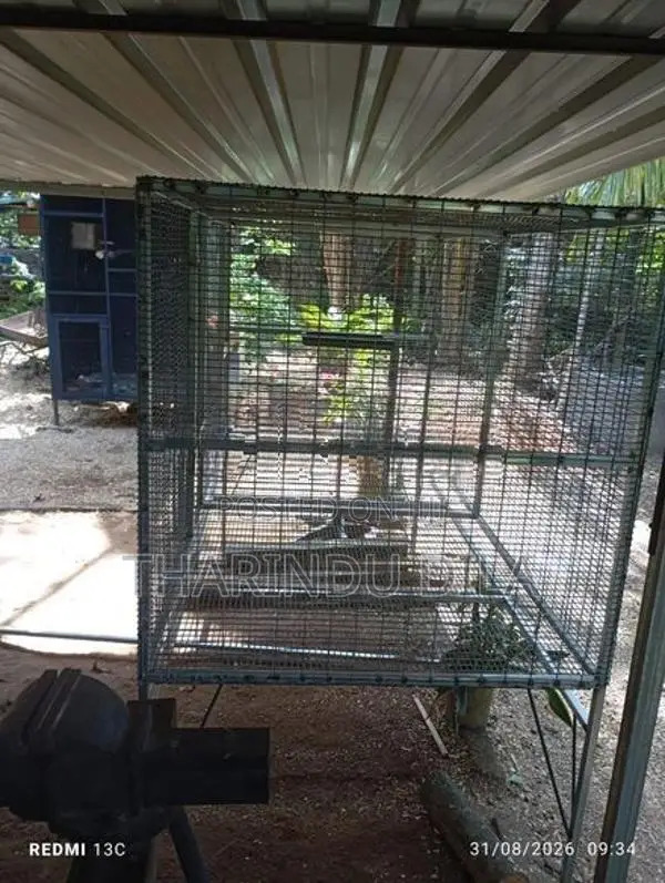Bird Cage