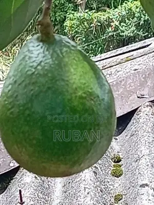 Avocado