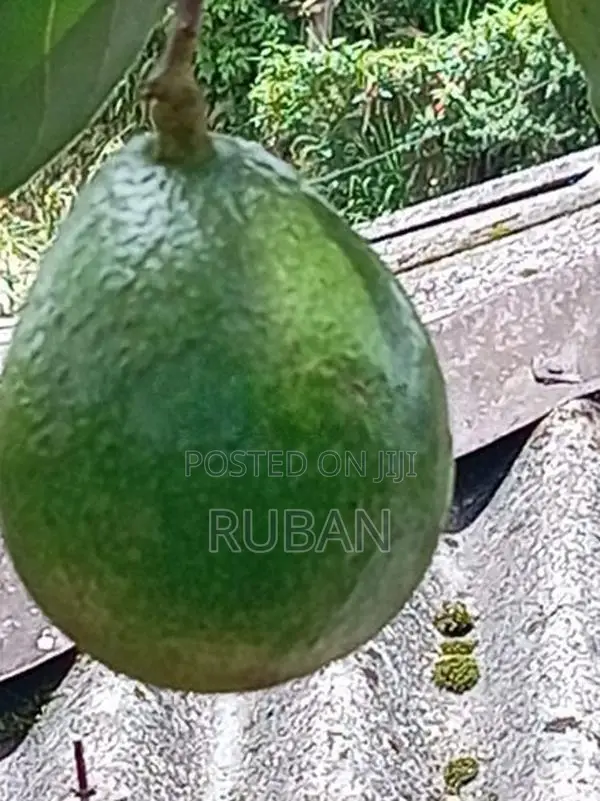 Avocado