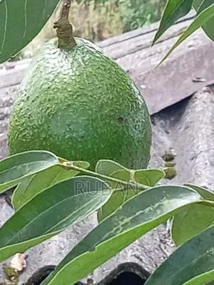 Avocado