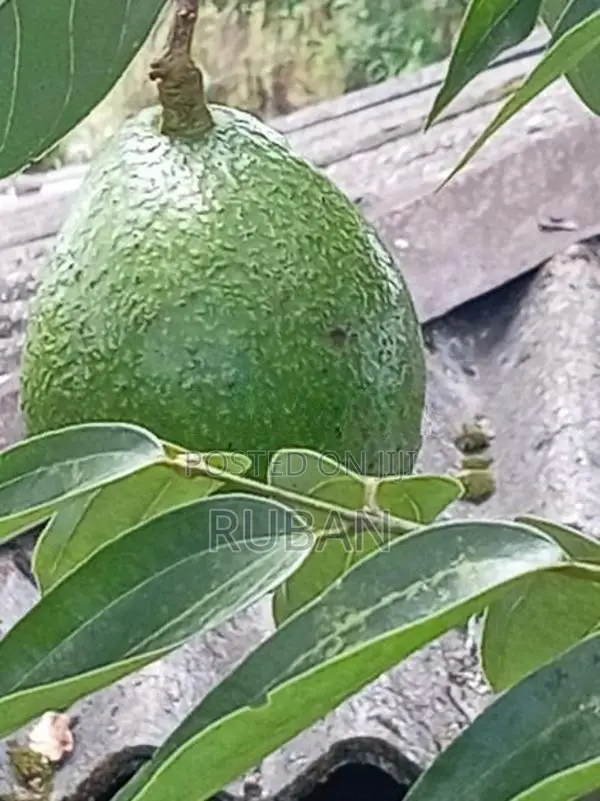 Avocado