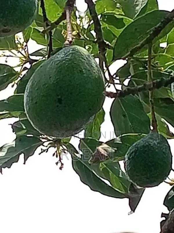 Avocado