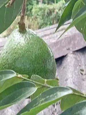 Avocado