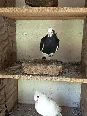 Pigeons
