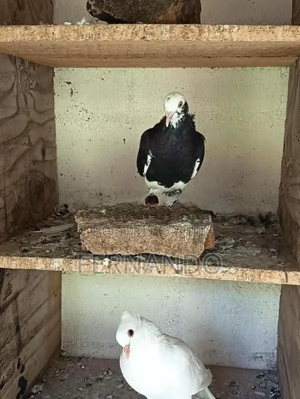 Pigeons