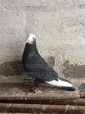 Pigeons