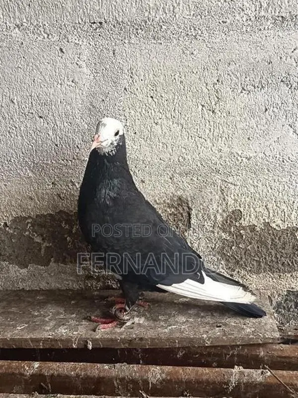 Pigeons