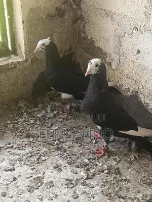 Pigeons