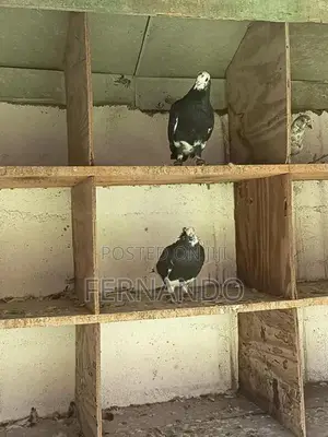 Pigeons