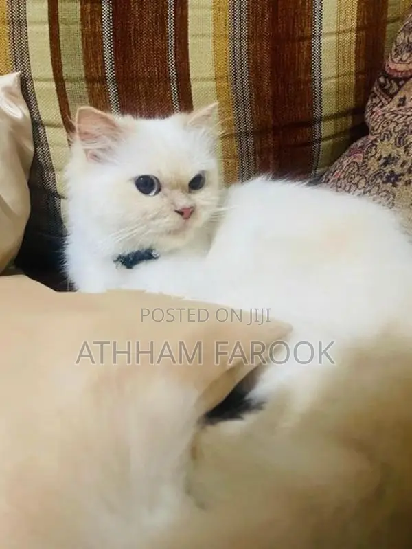 Persian Kitten