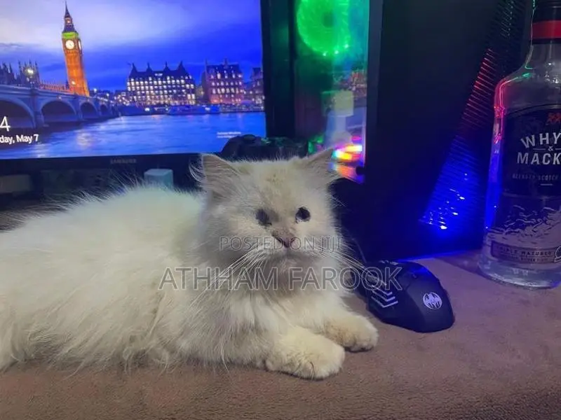 Persian Kitten