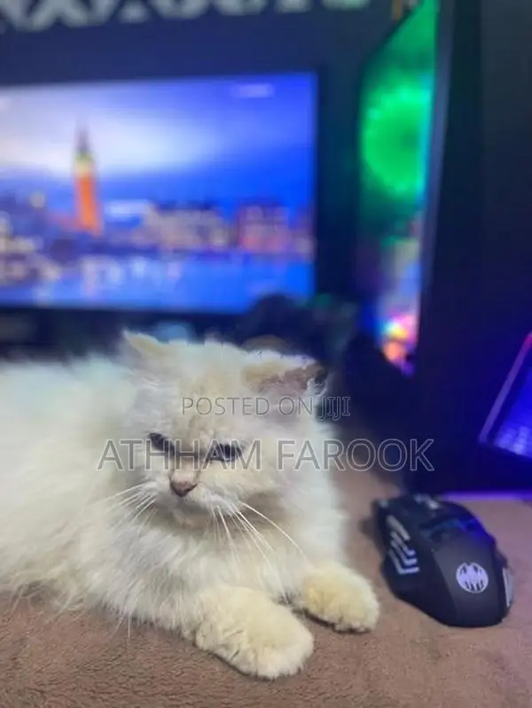 Persian Kitten