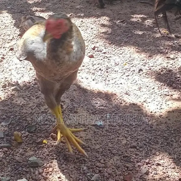 Rooster