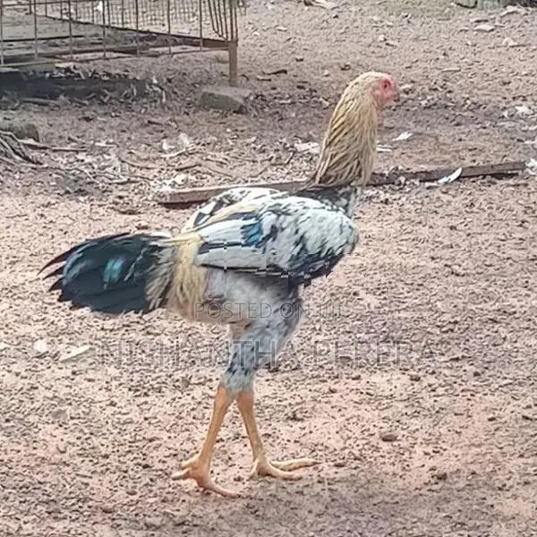 Rooster