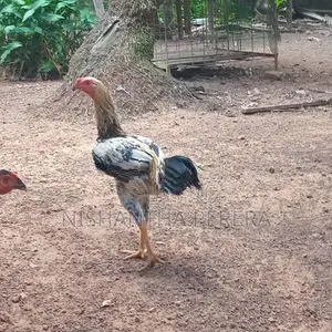 Rooster