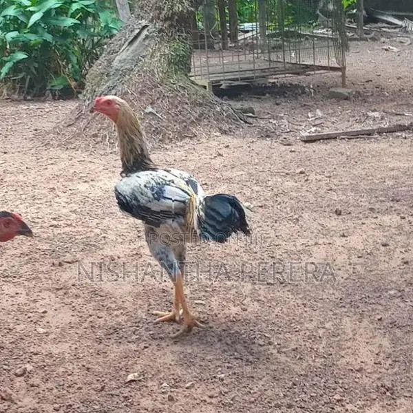 Rooster