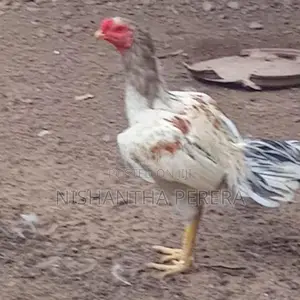 Rooster