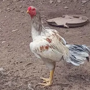 Rooster