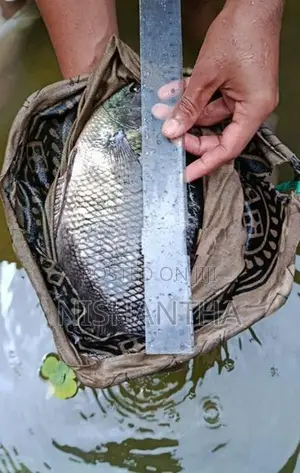 Gurami