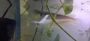 ඇරවානා