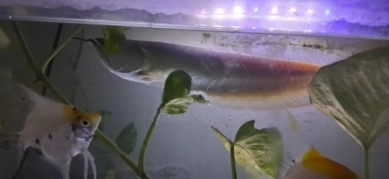 ඇරවානා