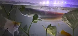 ඇරවානා