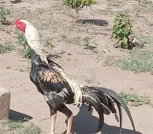 Rooster