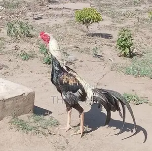 Rooster