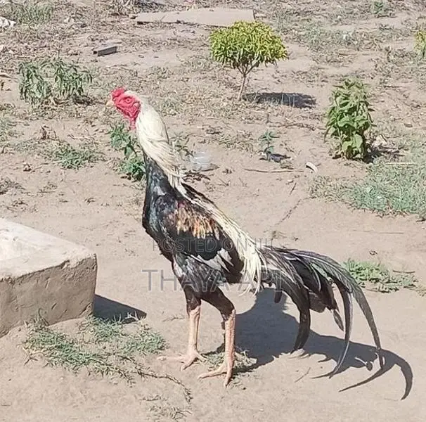 Rooster