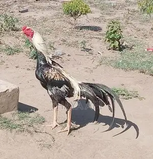 Rooster