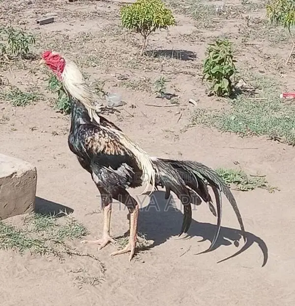 Rooster
