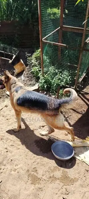 Shepherd Female
