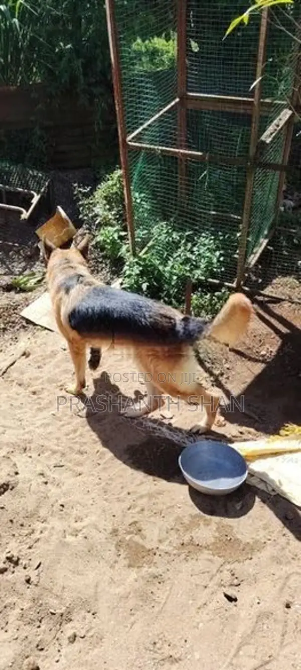 Shepherd Female