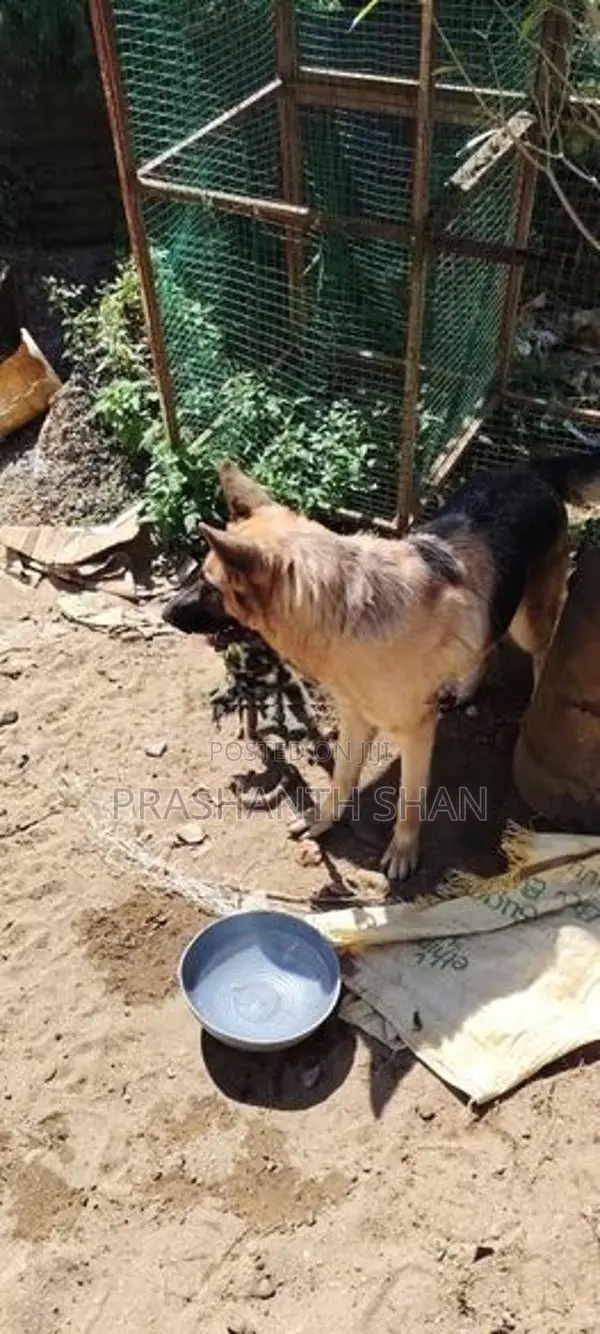 Shepherd Female
