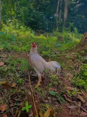 Rooster
