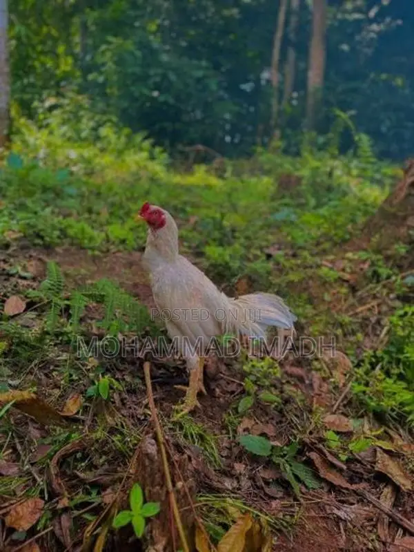 Rooster