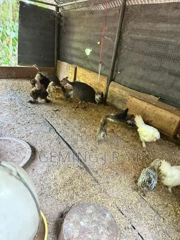 බෙන්ටම් කුකුළන්