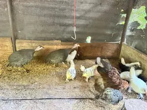 බෙන්ටම් කුකුළන්