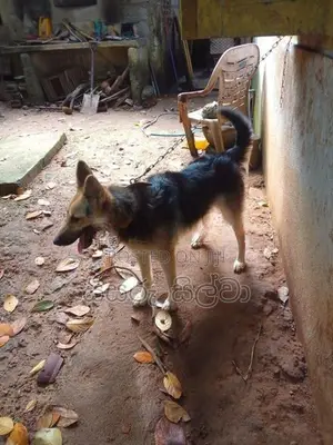 ජමන්ෂපට් බල්ලෙකි