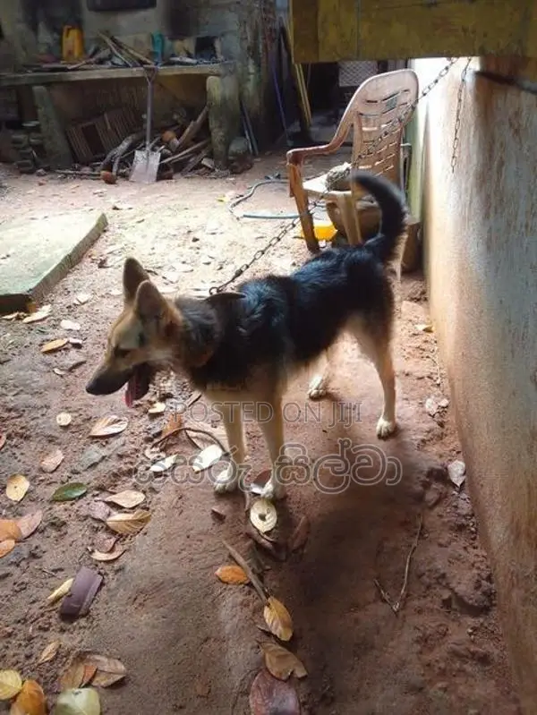 ජමන්ෂපට් බල්ලෙකි