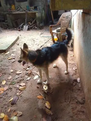 ජමන්ෂපට් බල්ලෙකි