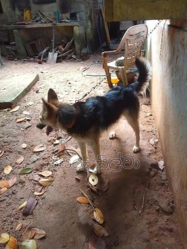 ජමන්ෂපට් බල්ලෙකි