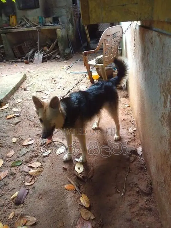 ජමන්ෂපට් බල්ලෙකි