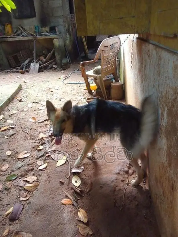 ජමන්ෂපට් බල්ලෙකි